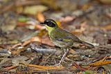 Yellow-throated Scrubwren