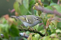 Yellow-browed Warbler