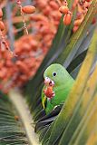 Yellow-chevroned Parakeetborder=