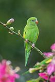 Yellow-chevroned Parakeetborder=