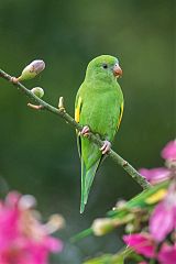 Yellow-chevroned Parakeet