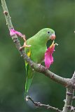 Yellow-chevroned Parakeetborder=