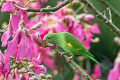 Yellow-chevroned Parakeet