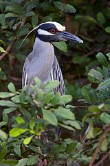 Yellow-crowned Night Heron