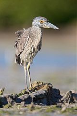 Yellow-crowned Night Heron