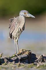 Yellow-crowned Night-Heron