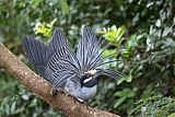 Yellow-crowned Night Heronborder=