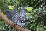 Yellow-crowned Night-Heron