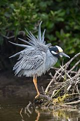 Yellow-crowned Night Heron