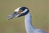 Yellow-crowned Night-Heron