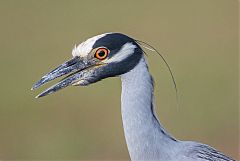 Yellow-crowned Night Heron
