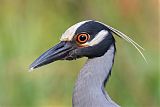 Yellow-crowned Night-Heronborder=