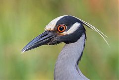 Yellow-crowned Night Heron
