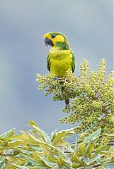 Yellow-eared Parrot