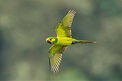 Yellow-eared Parrot