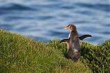 Yellow-eyed Penguinborder=