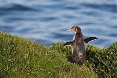 Yellow-eyed Penguin