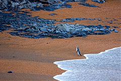 Yellow-eyed Penguin