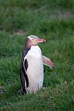 Yellow-eyed Penguin