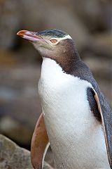 Yellow-eyed Penguin