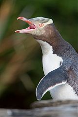 Yellow-eyed Penguin