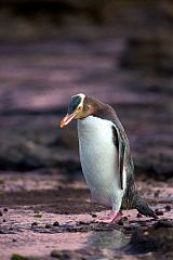 Yellow-eyed Penguin