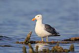 Yellow-footed Gullborder=