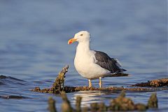 Yellow-footed Gull