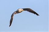 Yellow-footed Gull