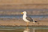 Yellow-footed Gullborder=