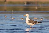 Yellow-footed Gullborder=