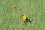 Yellow-headed Blackbird