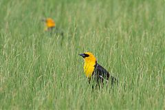 Yellow-headed Blackbird