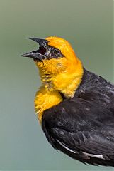 Yellow-headed Blackbird