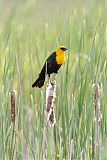 Yellow-headed Blackbirdborder=