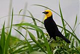 Yellow-hooded Blackbirdborder=