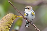 Yellow-rumped Warbler