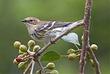 Yellow-rumped Warbler