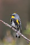 Yellow-rumped Warbler