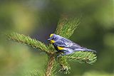Yellow-rumped Warblerborder=