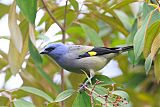 Yellow-winged Tanager