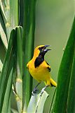 Yellow-tailed Oriole