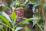 Yellow-thighed Brushfinchborder=