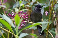 Yellow-thighed Brushfinch