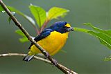 Yellow-throated Euphoniaborder=