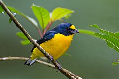 Yellow-throated Euphonia