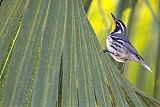 Yellow-throated Warbler