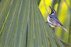 Yellow-throated Warbler