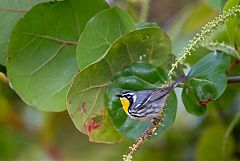 Yellow-throated Warbler