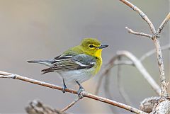 Yellow-throated Vireo